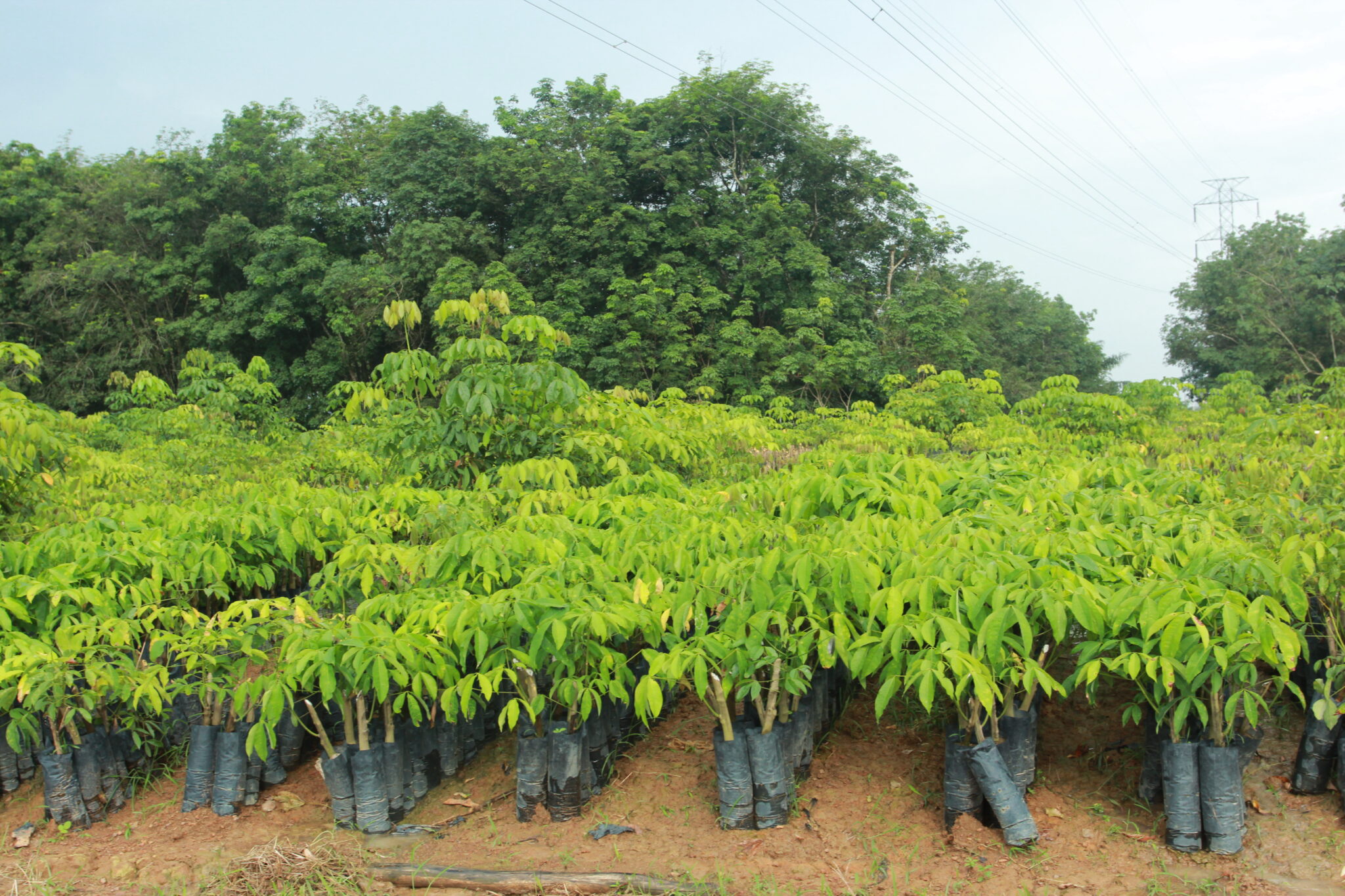 Kebun Karet Puslit Karet